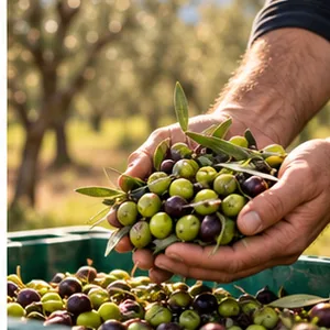Mans amb olives acabades de collir